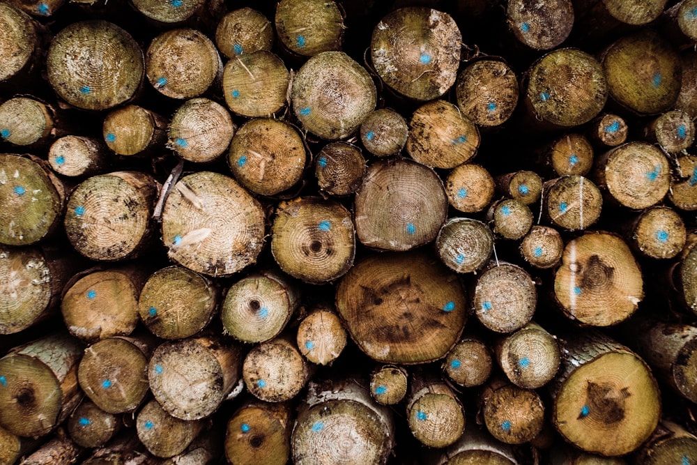 pile of wood logs