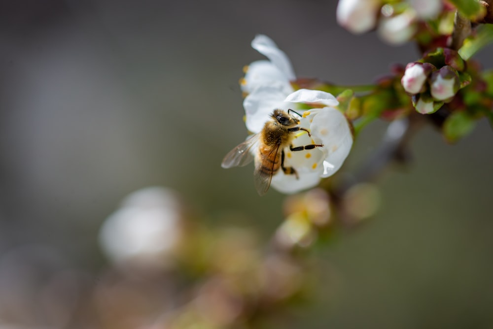 yellow bee