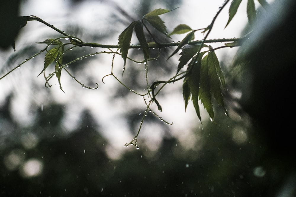 water dew on green leaf plants