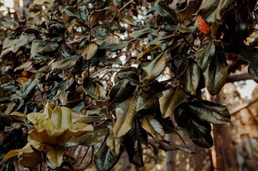 Green leaves of a plant with a single red and orange seed pod in an outdoor setting. The leaves appear thick and glossy, with a variety of shapes and sizes. Some of the leaves have signs of wear and tear.