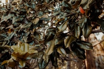 Green leaves of a plant with a single red and orange seed pod in an outdoor setting. The leaves appear thick and glossy, with a variety of shapes and sizes. Some of the leaves have signs of wear and tear.