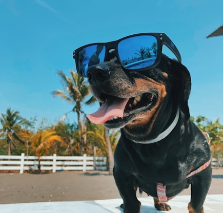 short-coated black dog wearing sunglasses