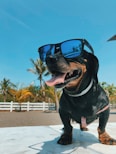 short-coated black dog wearing sunglasses