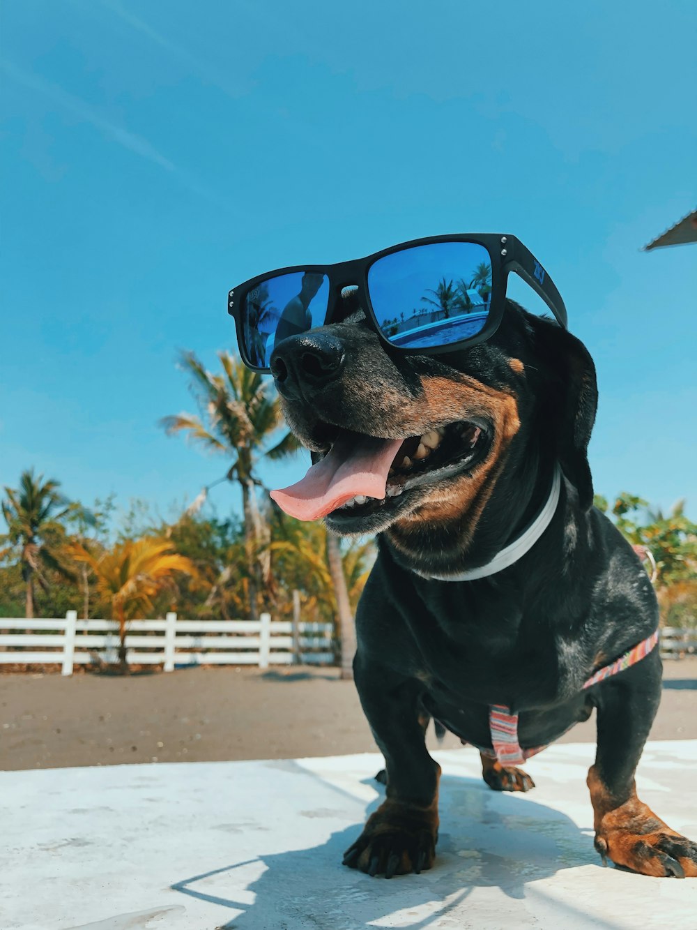 short-coated black dog wearing sunglasses