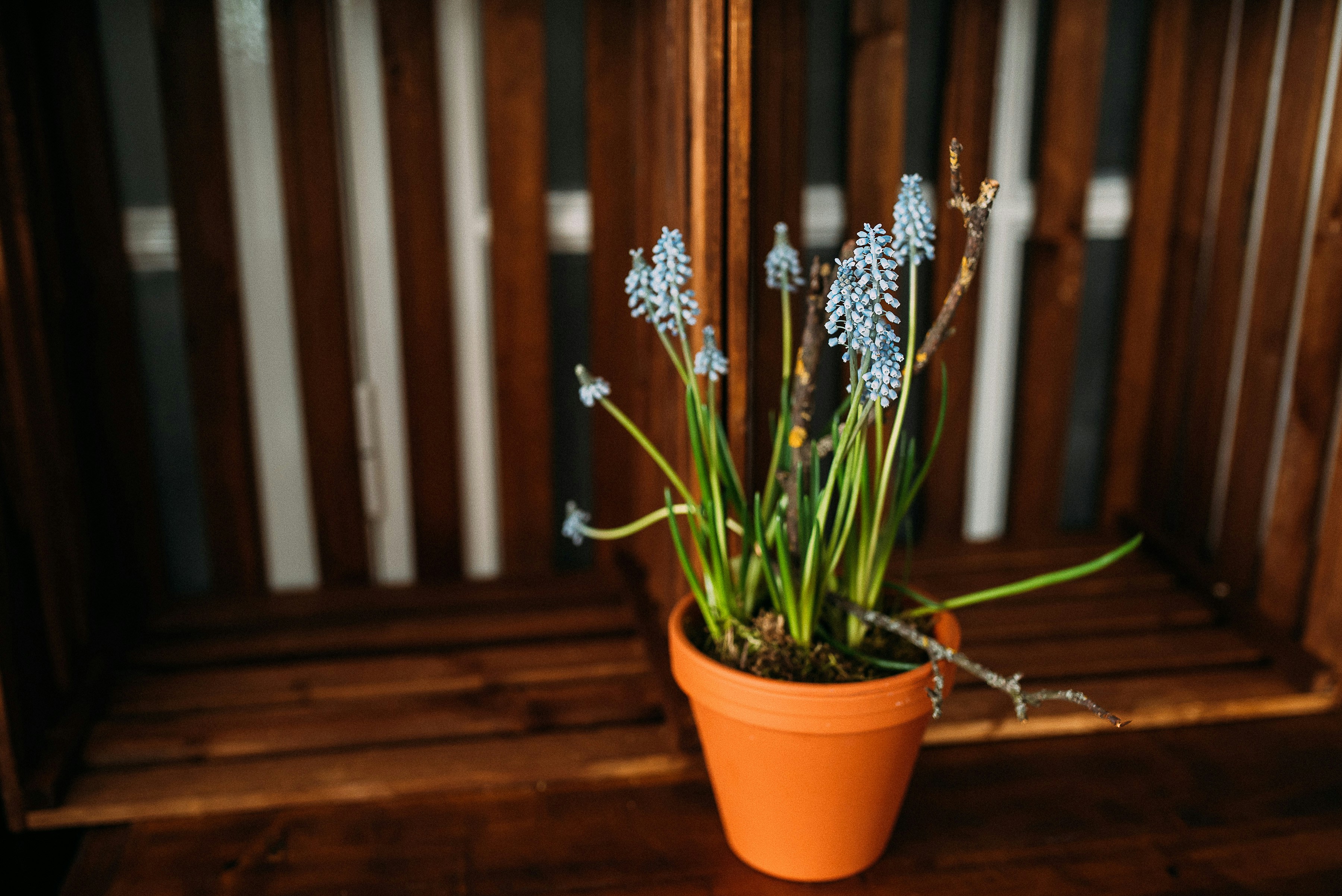 blue petaled flower on pot