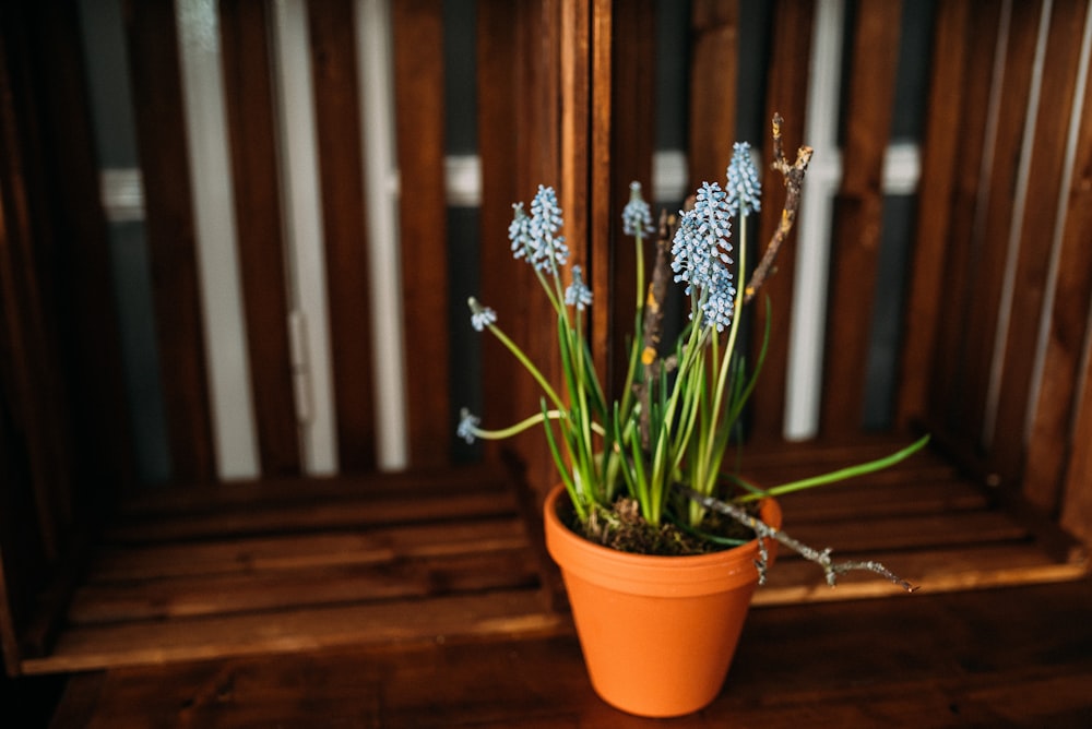 blue petaled flower on pot