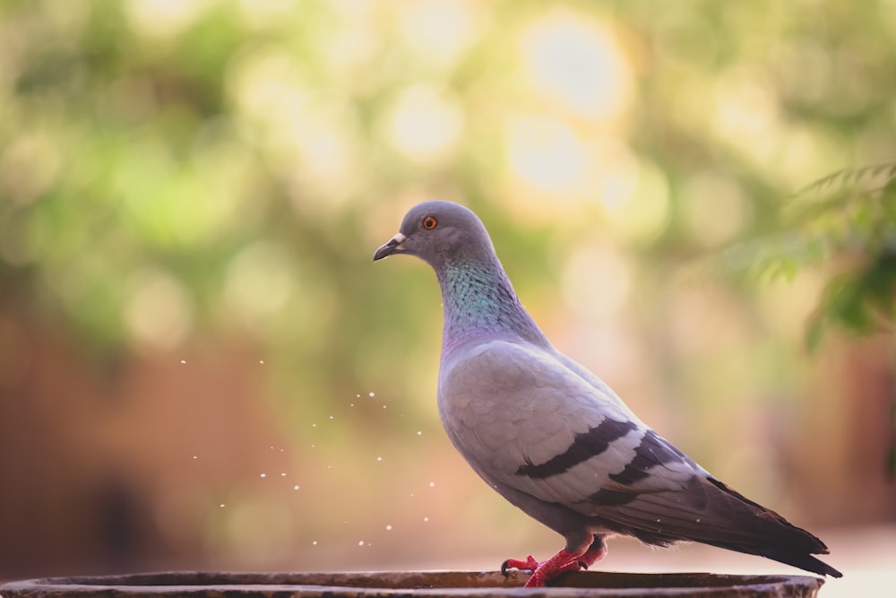 gray rock dove