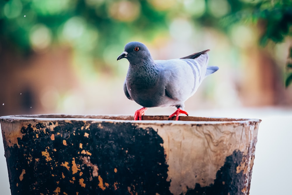 selective focus photography of pigeon