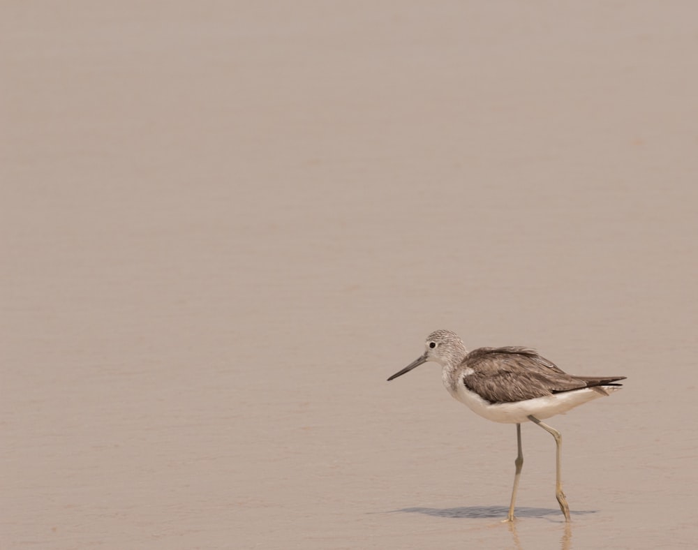 selective focus photography of bird