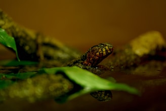 A lizard with a textured, dark green and red skin is partially submerged in water. It is surrounded by leafy green plants, and the environment appears to be a natural habitat with an earthy, brown backdrop.