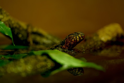 A lizard with a textured, dark green and red skin is partially submerged in water. It is surrounded by leafy green plants, and the environment appears to be a natural habitat with an earthy, brown backdrop.