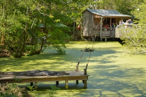A calm green swamp with a dock where an alligator is resting. Nearby, a building with a porch hosts people observing the scene. Fishing rods are set up on the dock, and the area is surrounded by lush greenery.