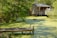A calm green swamp with a dock where an alligator is resting. Nearby, a building with a porch hosts people observing the scene. Fishing rods are set up on the dock, and the area is surrounded by lush greenery.