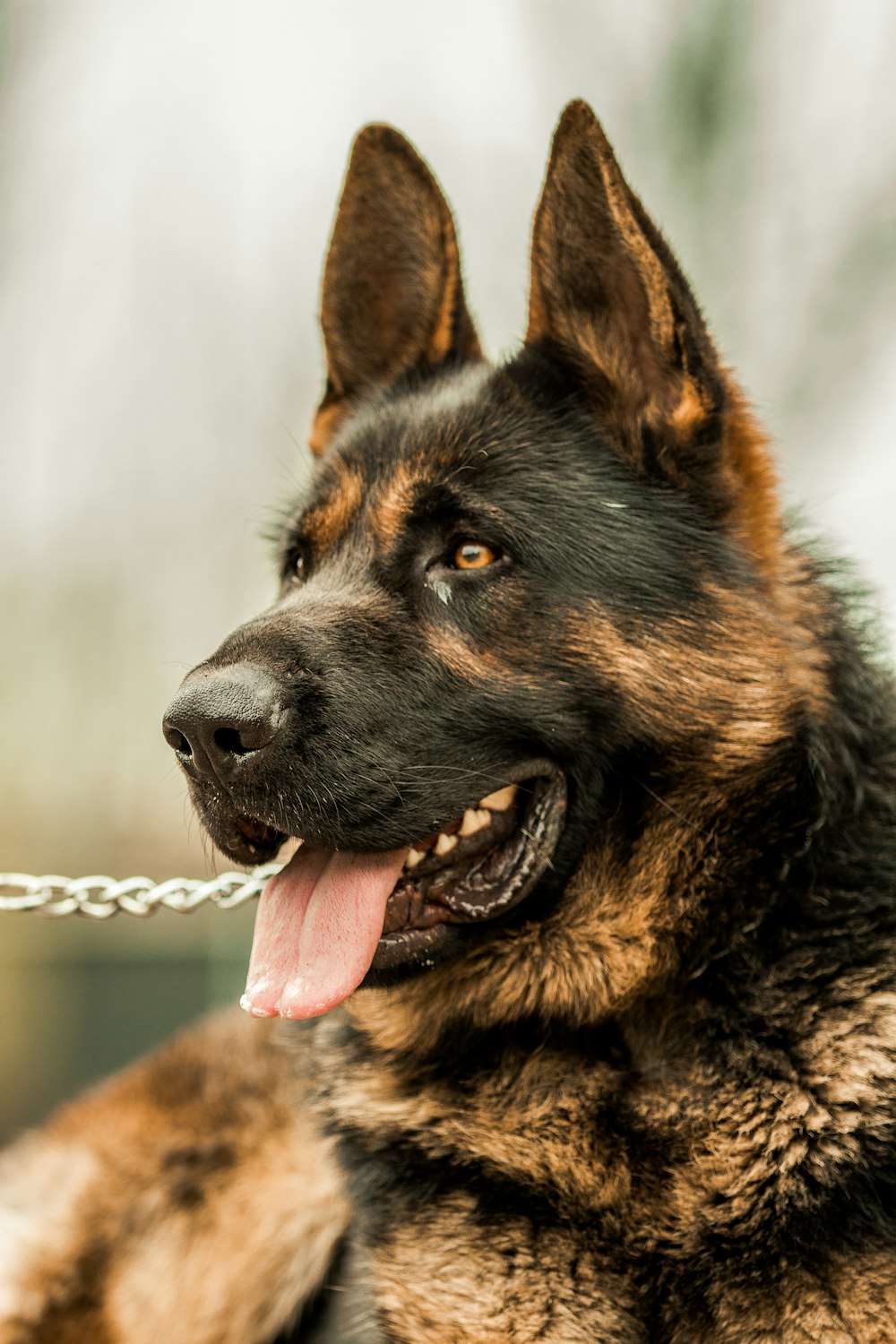 brown German shepherd