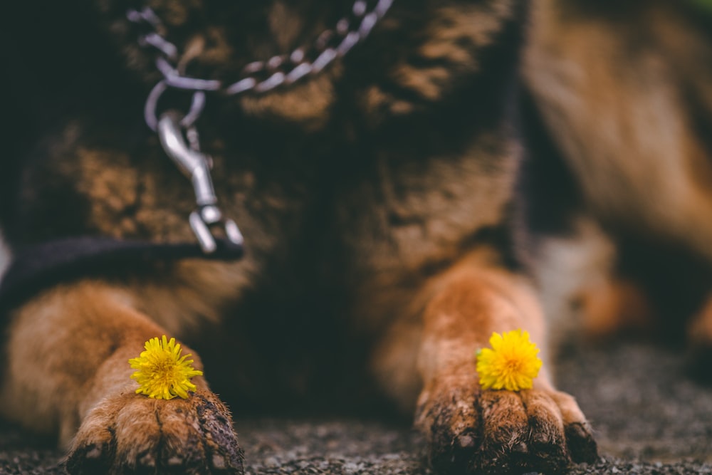 dog lying with flowers on hands