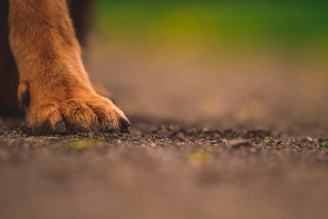 dogAdvisor | dog Advisor | dogadvisor.dog | dog Advisor