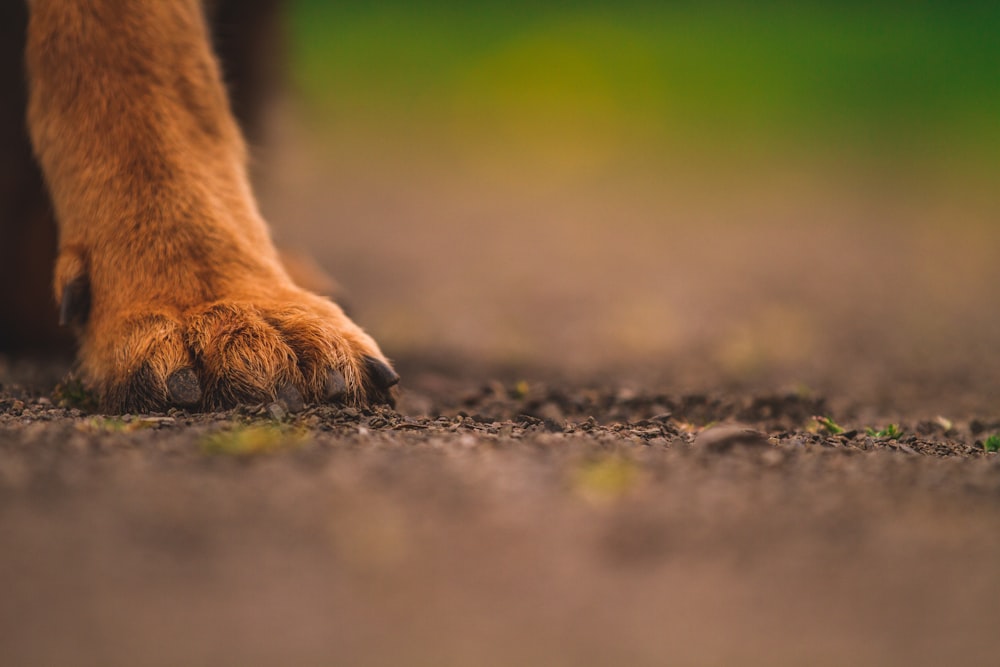 Un primo piano della zampa di un cane con sporcizia sul terreno