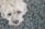 A fluffy white dog with expressive eyes looks upwards against a softly blurred background. The dog's fur appears soft and slightly wavy.