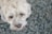 A fluffy white dog with expressive eyes looks upwards against a softly blurred background. The dog's fur appears soft and slightly wavy.