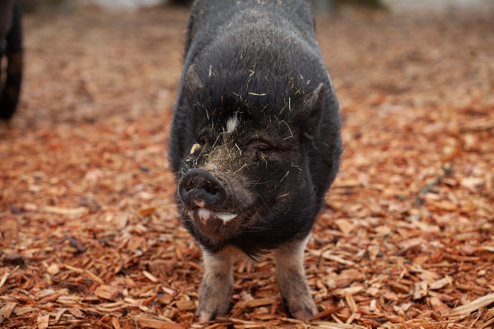 black piglet standing on saw dust