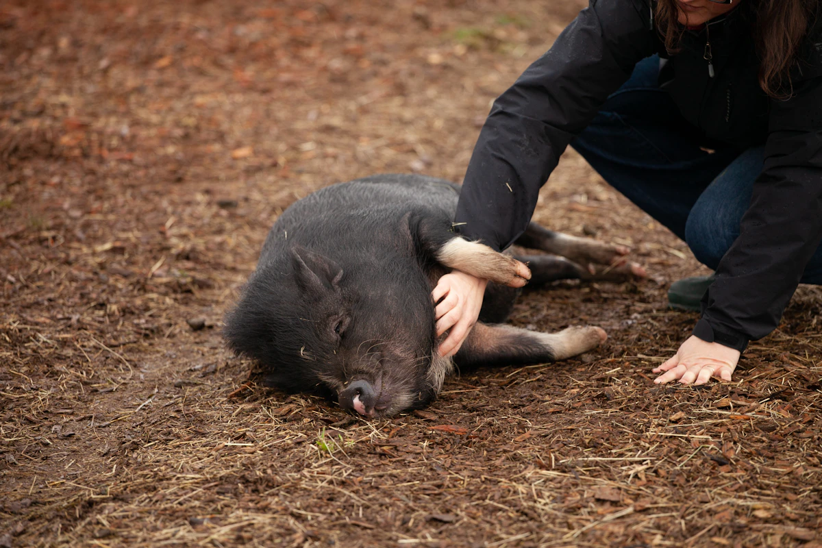 A pet owner cuddling their pet pig outdoors