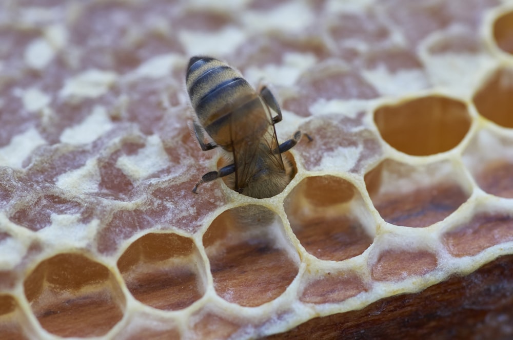 honeybee on honey comb