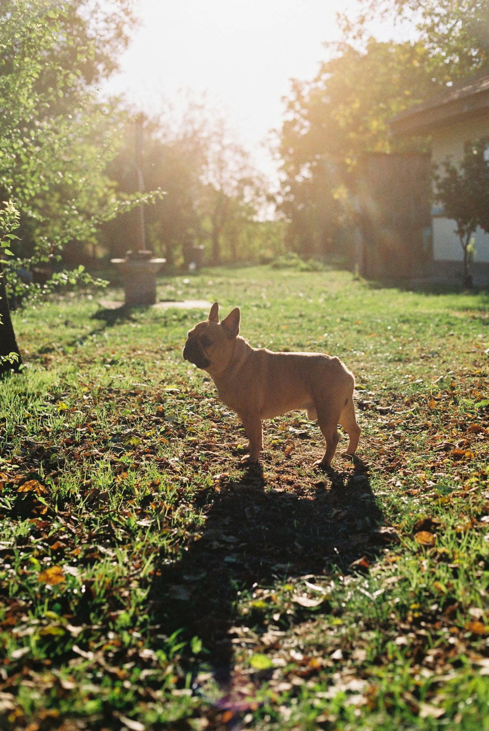 brown French Bull dog