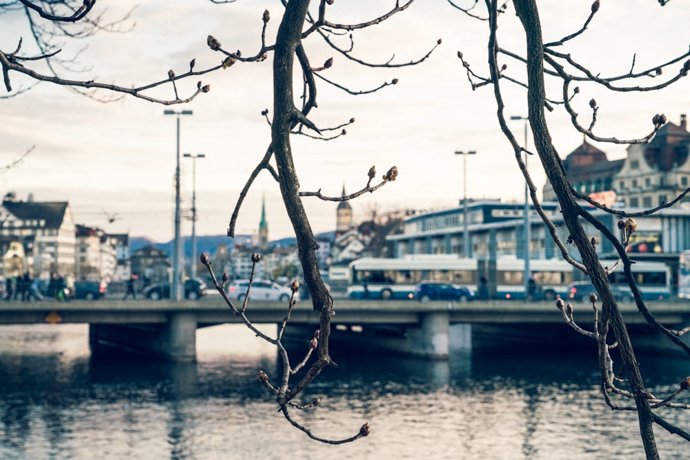 bare tree near body of water and road during daytime