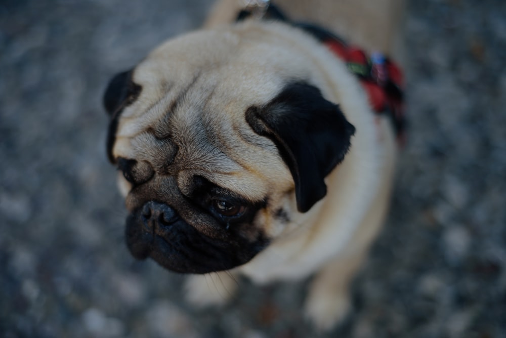 brown and black short-coated pug puppy