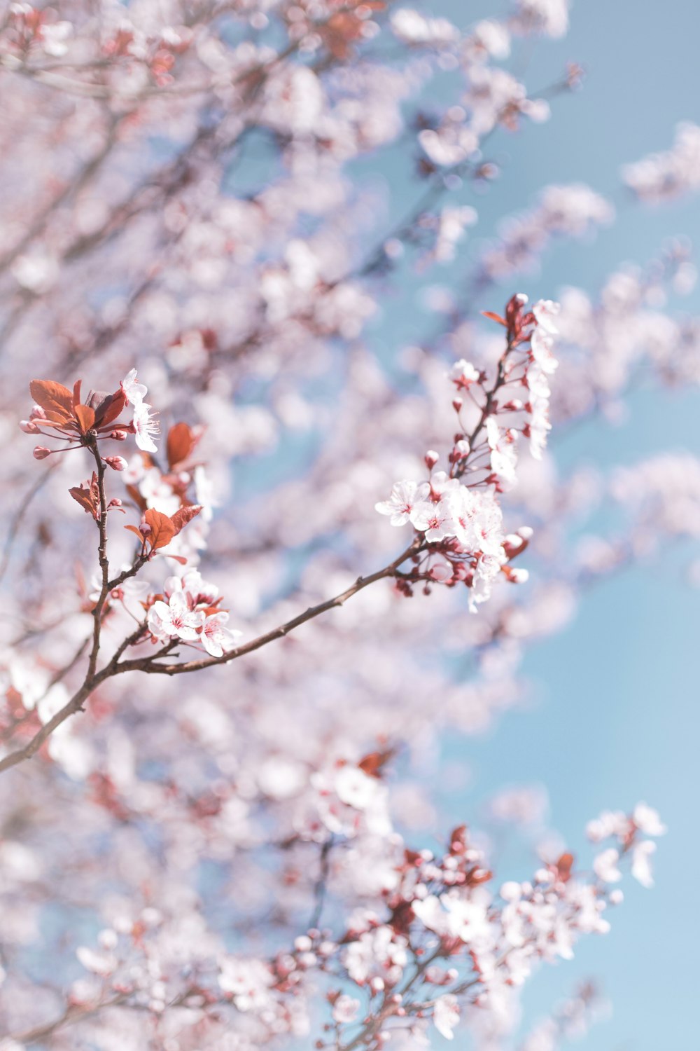 white flowers at bloom