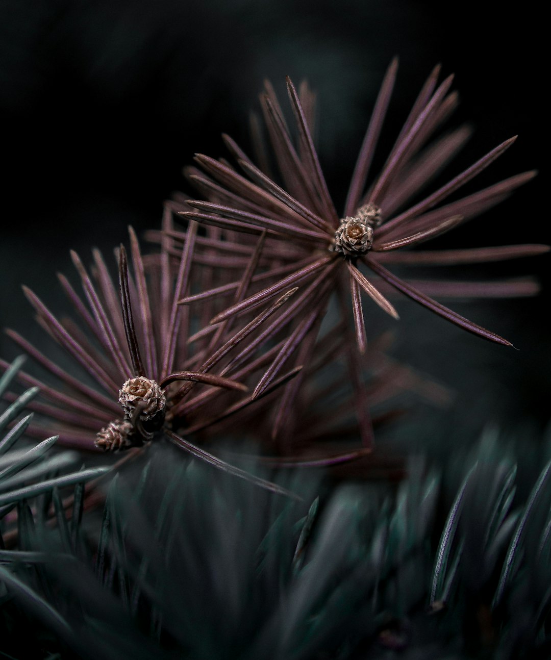two purple pine needles