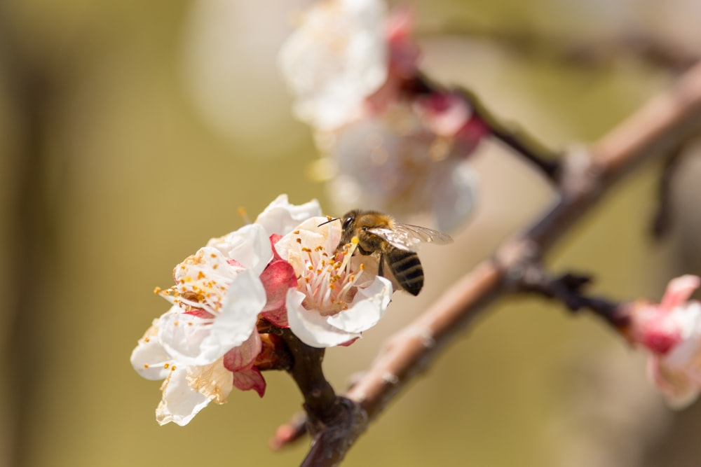 white-petaled flowers