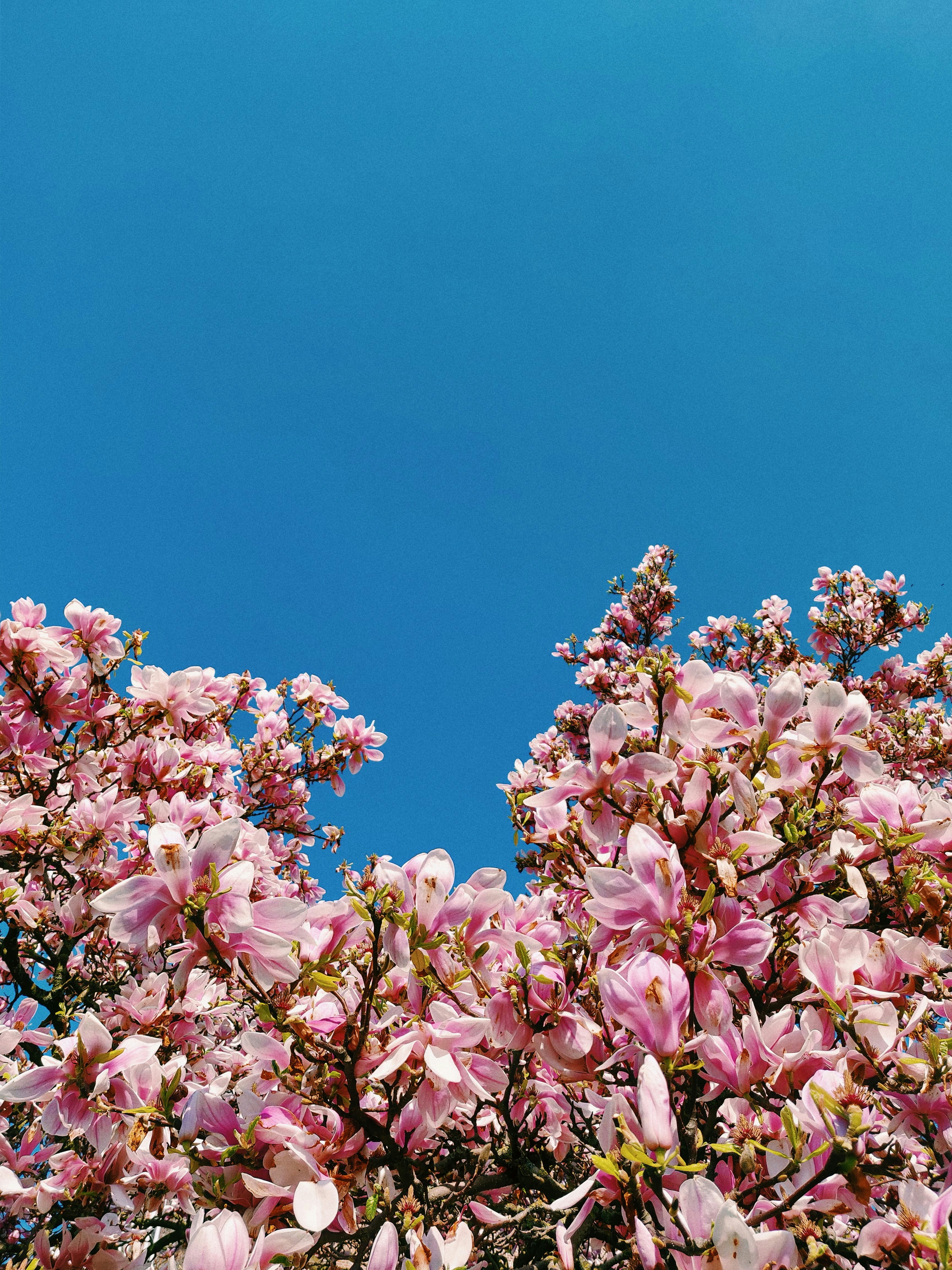 A blooming Magnolia tree - the definition of spring!