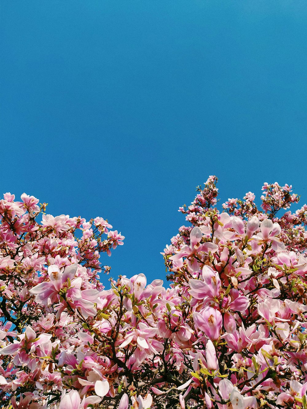 árbol de flores de pétalos rosados bajo el cielo azul durante el día