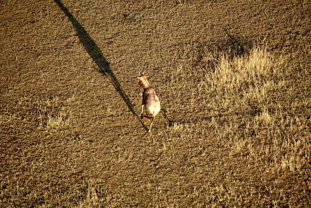 goat running