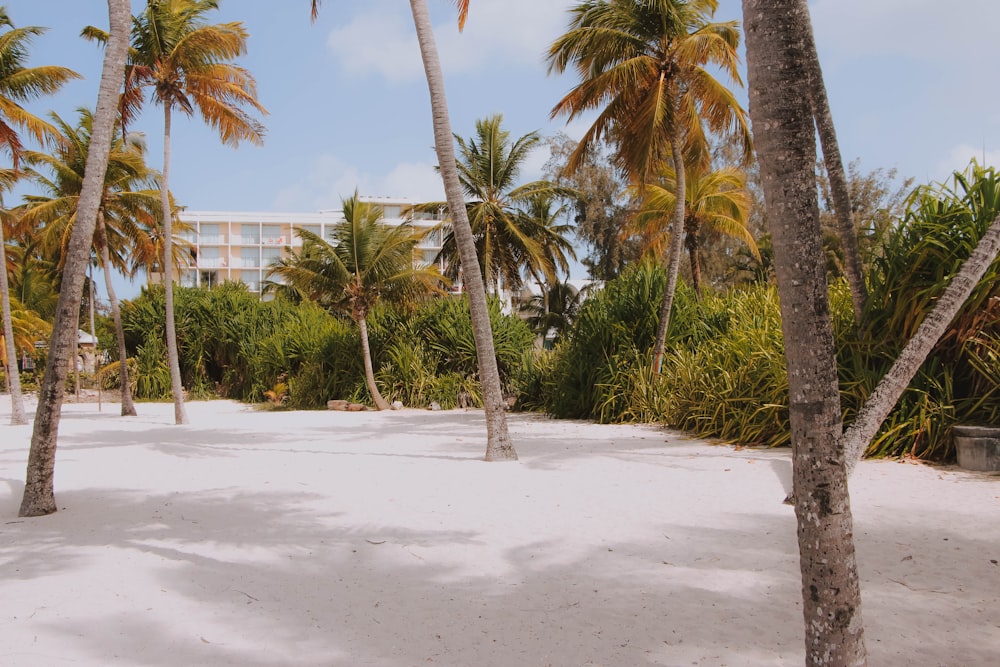 coconut trees near building