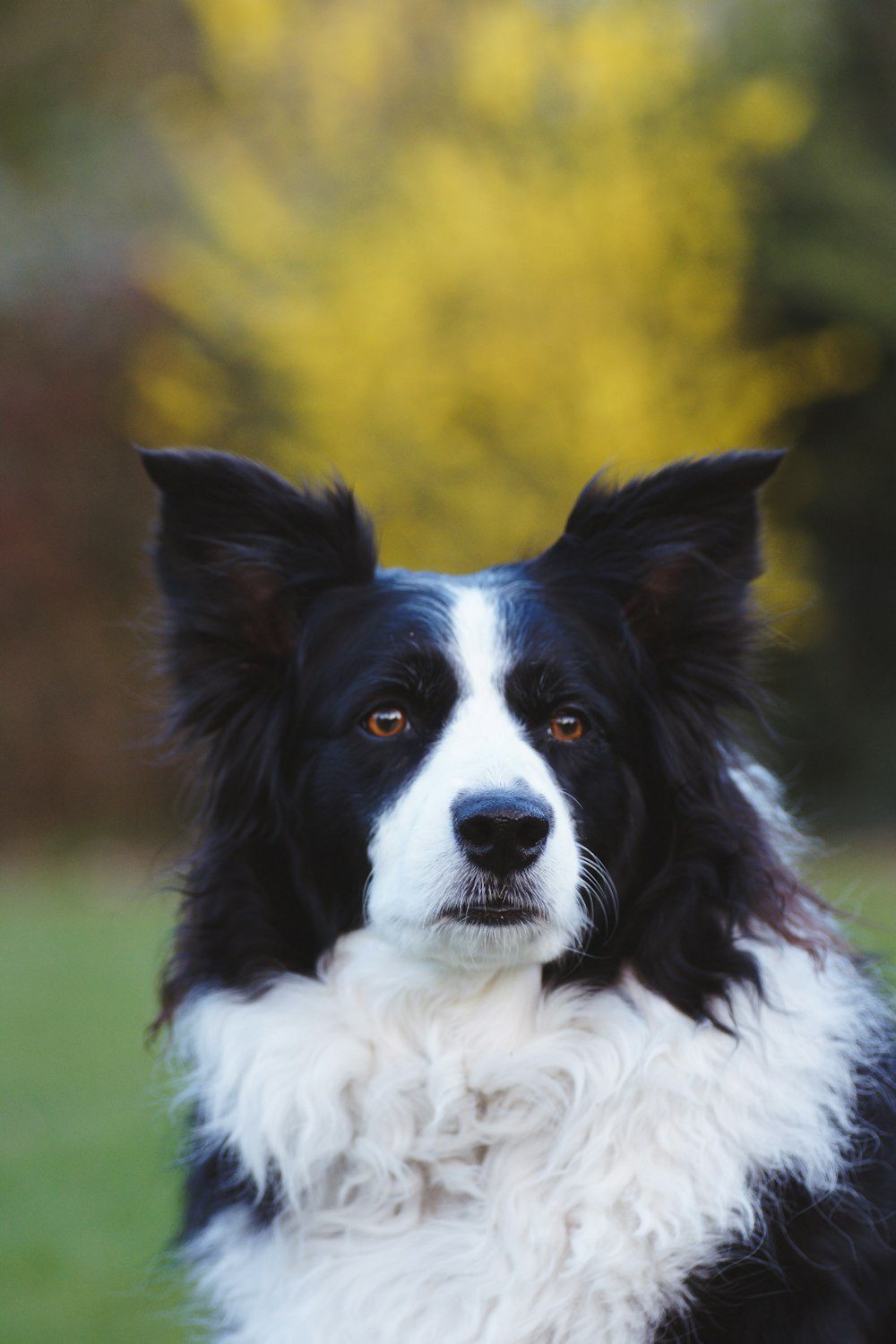 dog staring left