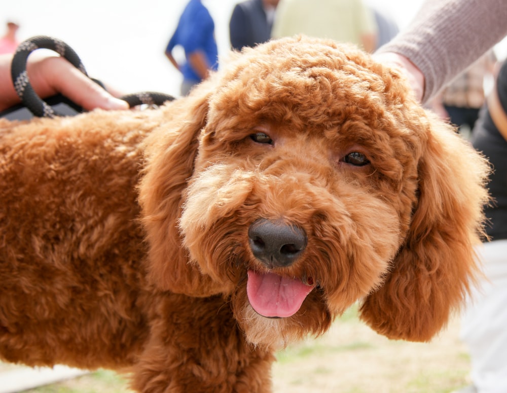 brown puppy