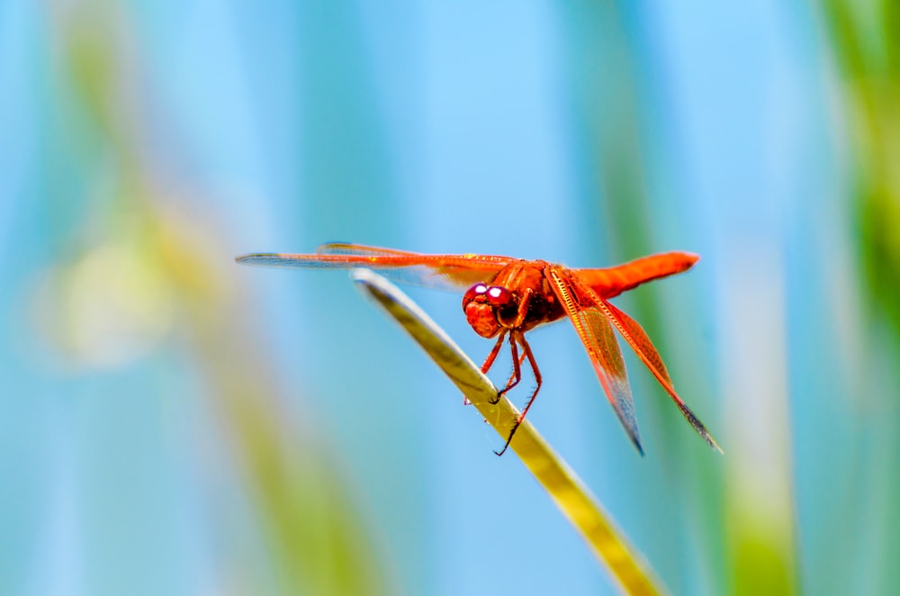 fotografia de foco seletivo de libélula vermelha