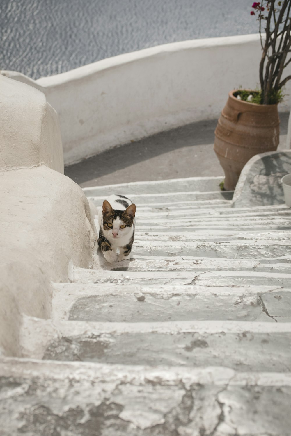 calico cat on stair near plant