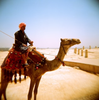 A person wearing traditional attire is riding a camel in a desert setting. The camel is adorned with colorful decorations and a patterned saddle. The sky is clear and blue, with a sandy landscape stretching in the background. Stone columns with chains are visible along a path.