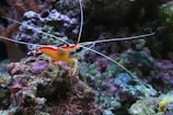 A colorful shrimp with a vibrant red and orange body and long white antennae is perched on a rock covered in various corals and marine growth. The background is filled with purplish and green hues from the underwater vegetation.