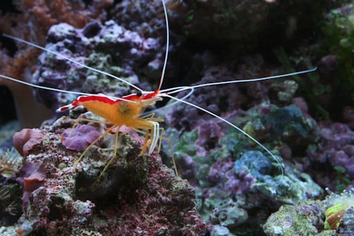 A colorful shrimp with a vibrant red and orange body and long white antennae is perched on a rock covered in various corals and marine growth. The background is filled with purplish and green hues from the underwater vegetation.