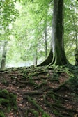 A wide shot of a sprawling ancient tree with roots sprawling over moss-covered earth.