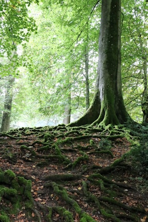 A wide shot of a sprawling ancient tree with roots sprawling over moss-covered earth.