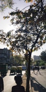 A city street scene with silhouettes of auto rickshaws and pedestrians, framed by a large tree with sunlight filtering through its leaves. The urban environment includes buildings and sparse traffic.