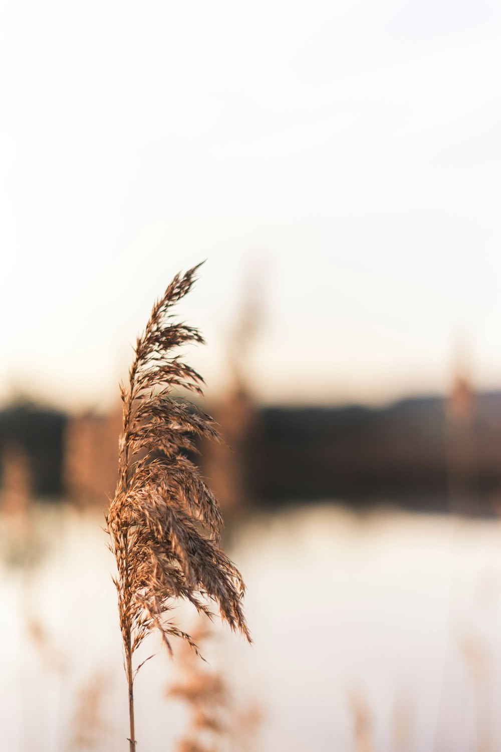 brown grass flower