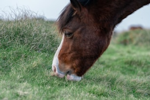 A brown horse with a white stripe on its face grazes on lush green grass. The surroundings are natural and serene, with tall grasses in the background. The horse appears calm and focused on eating.