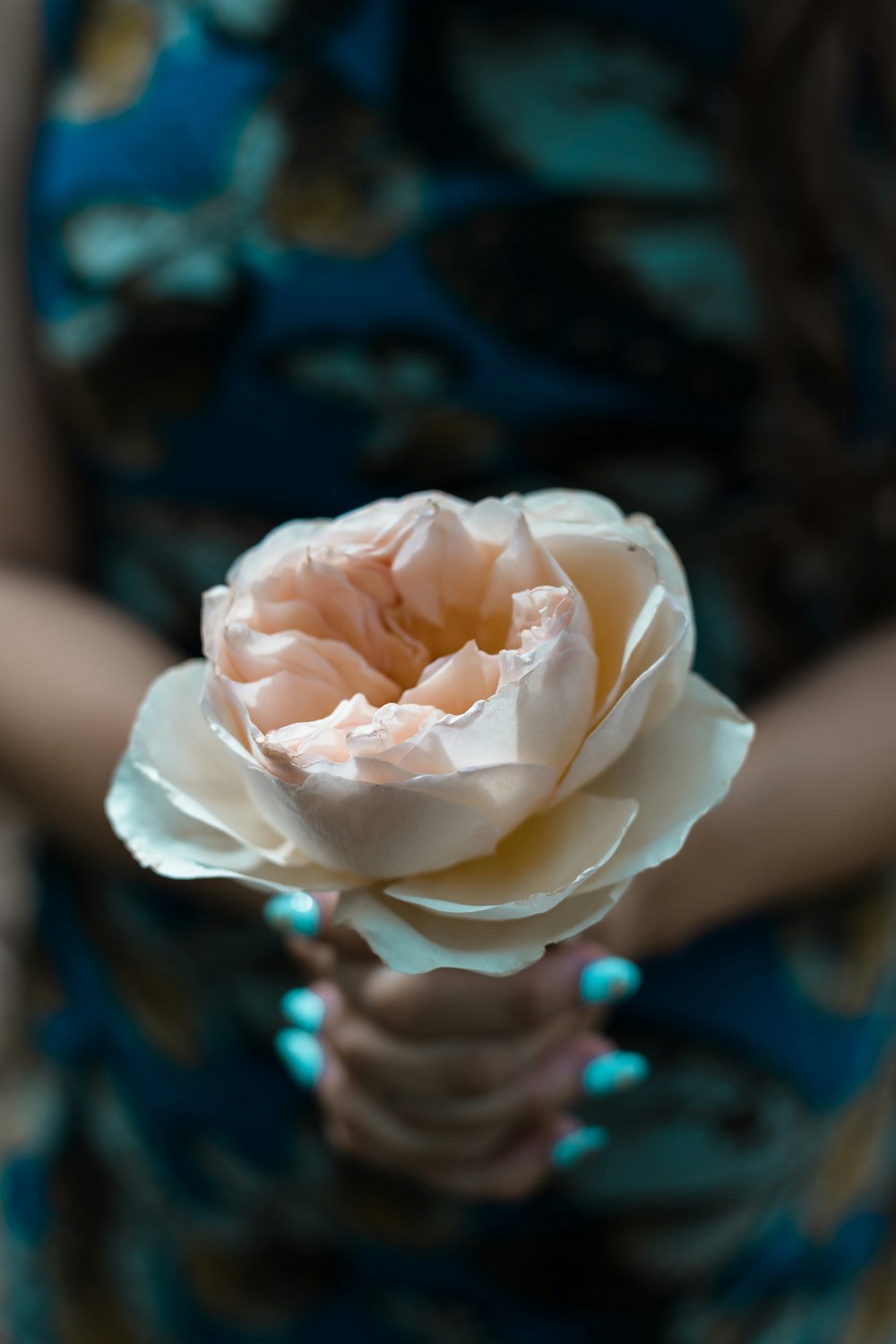 person holding pink flower