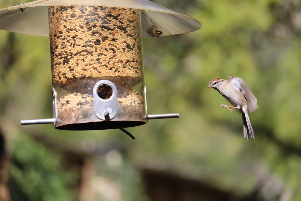 brown bird hovering on brown cage